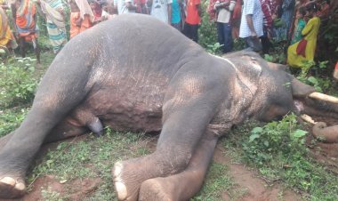 ହାତୀ ଓ ମଣିଷ ମୃତ୍ୟୁ : ଓମଟିଭି