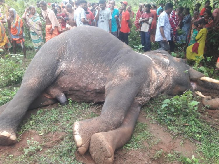 ହାତୀ ଓ ମଣିଷ ମୃତ୍ୟୁ : ଓମଟିଭି