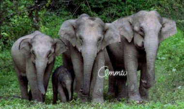 OMM TV ଶିଖରଚଣ୍ଡିରେ ହାତୀ ପଲ...