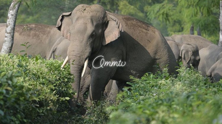 ମୁଖ୍ୟମନ୍ତ୍ରୀ ଓ କେନ୍ଦ୍ର ପରିବେଶ ଓ ଜଙ୍ଗଲ ମନ୍ତ୍ରୀଙ୍କୁ ପତ୍ର ଲେଖିଲେ କେନ୍ଦ୍ରମନ୍ତ୍ରୀ : Ommtv