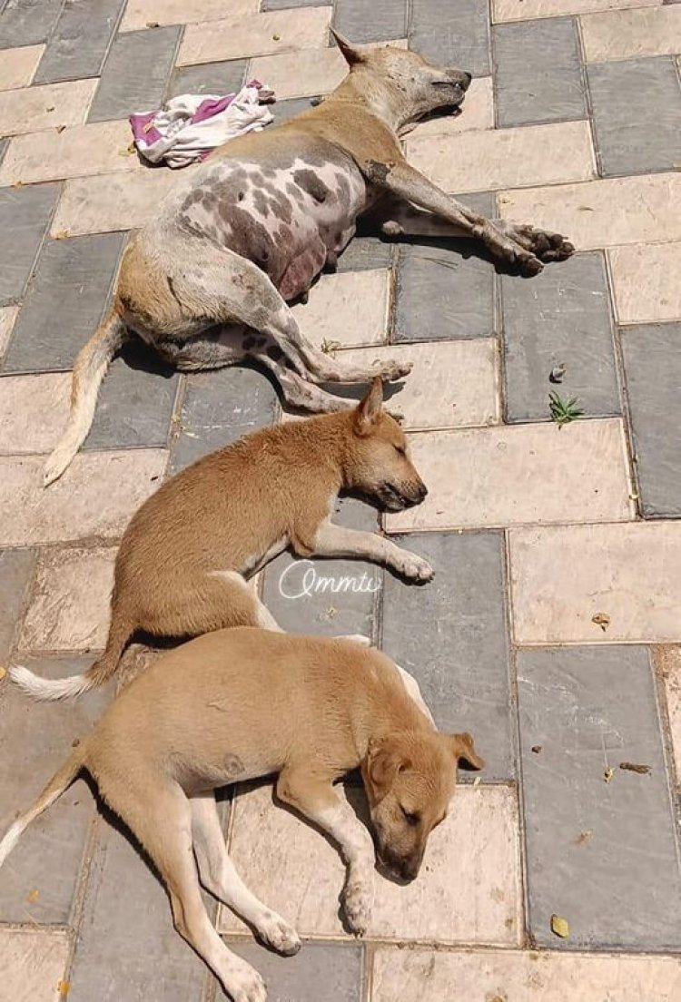 OMM TV ମଣିଷର ପଶୁ ପଣିଆ, କୁକୁରଙ୍କୁ ବିଷଦେଇ ହତ୍ୟା