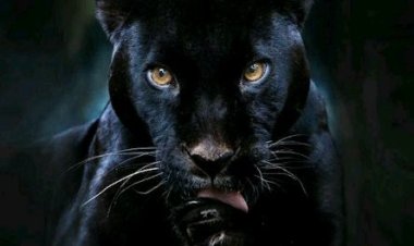 ନୟାଗଡ଼ରେ କଳାବାଘ ନେଇ ବଢ଼ୁଛି ସନ୍ଦେହ, ବାଘଙ୍କ ଉପରେ ନଜର ନାହିଁ