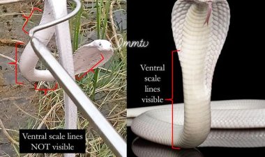 ସାଧାରଣ ନାଗ କୁ ଧଳା ରଙ୍ଗ ମାରି କହିଲେ ବିରଳ ଆଲବିନୋ : Ommtv