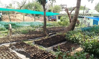 ରାଇରଙ୍ଗପୁର ଉଦ୍ୟାନ ବିଭାଗ ତରଫରୁ ବିଭିନ୍ନ କିଶମର ଚାରା ବିକ୍ରୟ ଆରମ୍ଭ : Ommtv