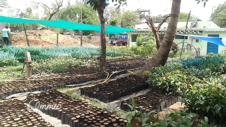 ରାଇରଙ୍ଗପୁର ଉଦ୍ୟାନ ବିଭାଗ ତରଫରୁ ବିଭିନ୍ନ କିଶମର ଚାରା ବିକ୍ରୟ ଆରମ୍ଭ : Ommtv