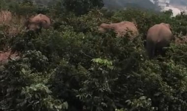 ଶିଖରଚଣ୍ଡିରେ ହାତୀ ପଲ…  ପାଣିଟାଙ୍କି, ଅଳିଆ କୁଣ୍ଡ ଭାଙ୍ଗିଲେ ହନୁମାନ ପାହାଡ଼ରେ ରହିଲେ : Ommtv