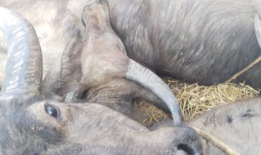 ଚୋରି ହୋଇଥିବା ପୋଢ଼ ମାଲିକ ନିଜେ ଖୋଜି ପାଇଲେ : Ommtv 