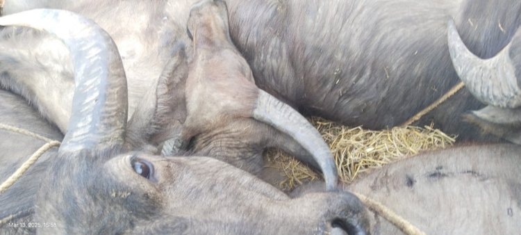 ଚୋରି ହୋଇଥିବା ପୋଢ଼ ମାଲିକ ନିଜେ ଖୋଜି ପାଇଲେ : Ommtv 