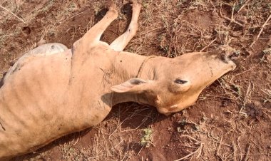 ଜଙ୍ଗଲୀ ହାତୀ ପରେ ଏବେ କାନକୁଟରୁ ପଞ୍ଚାୟତରେ ରେ କାଳରପତ୍ରିଆ ବାଘ ଆତଙ୍କ:Ommtv