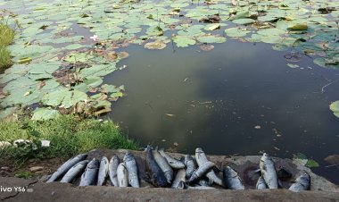 ପୋଖରୀର ବିଷାକ୍ତ ପାଣି ପି ମାଛ ମାରିବା ଘଟଣା,ଧାରଣା ଦେଲେ ସ୍ୱୟଂ ସହାୟକ ଗୋଷ୍ଠୀ କର୍ମକର୍ତ୍ତା:Ommtv