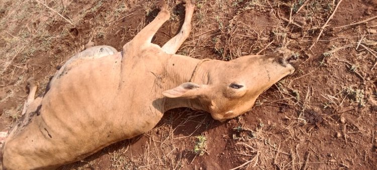 ଜଙ୍ଗଲୀ ହାତୀ ପରେ ଏବେ କାନକୁଟରୁ ପଞ୍ଚାୟତରେ ରେ କାଳରପତ୍ରିଆ ବାଘ ଆତଙ୍କ:Ommtv