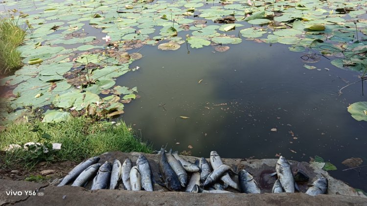 ପୋଖରୀର ବିଷାକ୍ତ ପାଣି ପି ମାଛ ମାରିବା ଘଟଣା,ଧାରଣା ଦେଲେ ସ୍ୱୟଂ ସହାୟକ ଗୋଷ୍ଠୀ କର୍ମକର୍ତ୍ତା:Ommtv