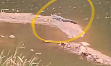 ସାବଧାନ ପଥର ଖଣିରେ ବୁଲୁଛି କୁମ୍ଭୀର:Ommtv