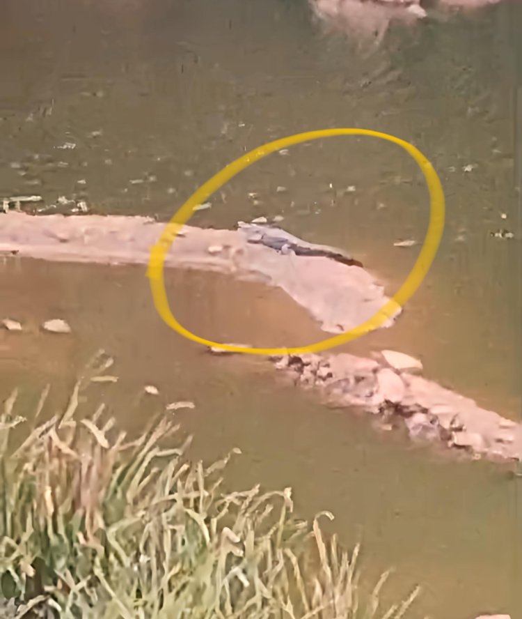 ସାବଧାନ ପଥର ଖଣିରେ ବୁଲୁଛି କୁମ୍ଭୀର:Ommtv