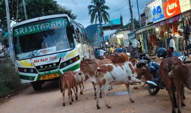 ଲାଞ୍ଜିଗଡ ସହରରେ ମୁଖ୍ୟ ରାସ୍ତାରେ ମାତିଛି ଷଣ୍ଢ ଗାଇଗୋରୁ କରୁଛନ୍ତି ପ୍ରାଦ୍ରୁଭାବ ହେଉଛି ଟ୍ରାଫିକ ଯାମ :Ommtv Kalinga Vikas